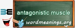 WordMeaning blackboard for antagonistic muscle